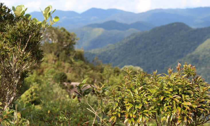 Novo Governo: ZERO considera que florestas devem ficar na área do Ambiente