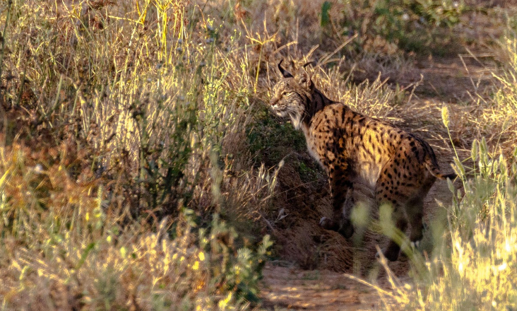 População de lince-ibérico atinge número histórico na Península Ibérica