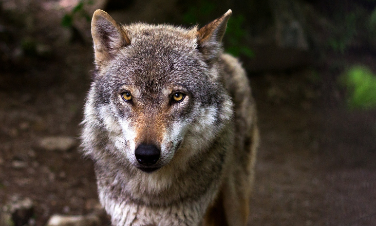 Censo nacional revela que a presença do lobo decresceu em 20 anos