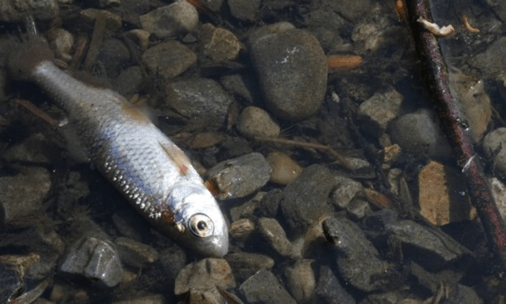 APA questionada sobre peixes mortos em barragem de Castelo Branco