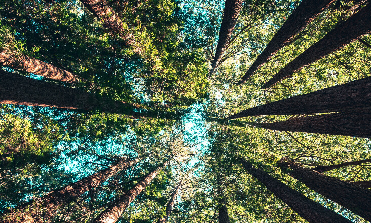 Governo institui 25 de setembro como Dia Nacional da Sustentabilidade