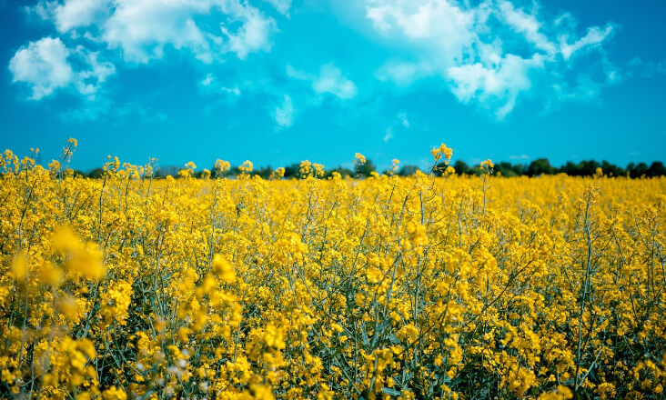 Cepsa e Bio-Oils iniciam construção da 