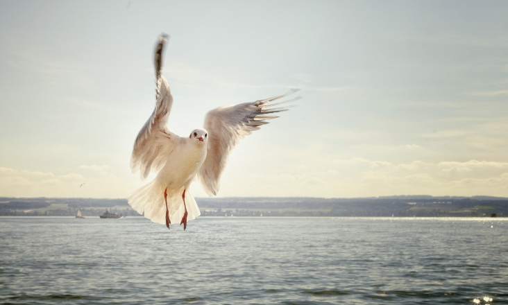 Organizações alertam para impactos de eólicas oceânicas nas aves marinhas