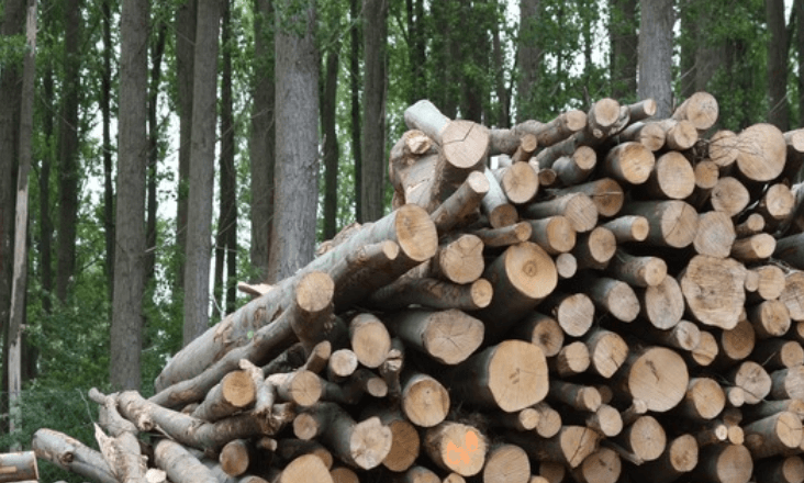 Greenvolt quer construir duas novas centrais de biomassa