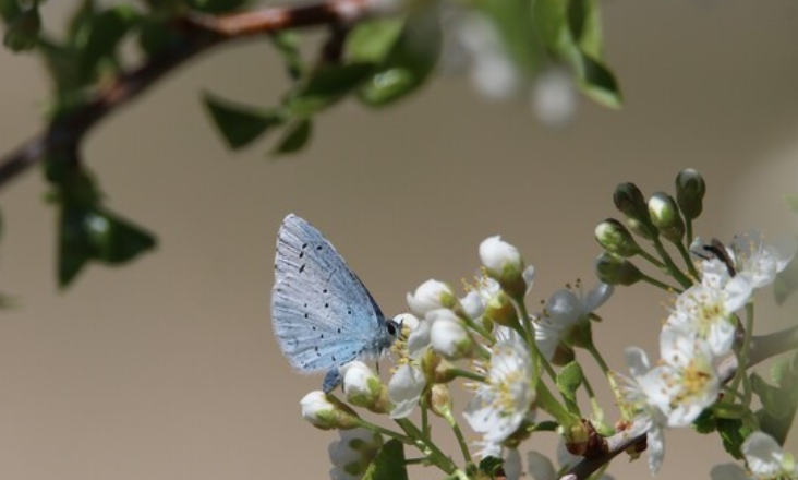 Alcançado acordo histórico mundial sobre biodiversidade em conferência da ONU