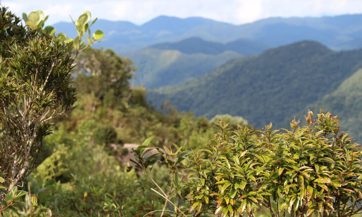 ICNF compromete-se com simplificação de projetos para apoios à floresta