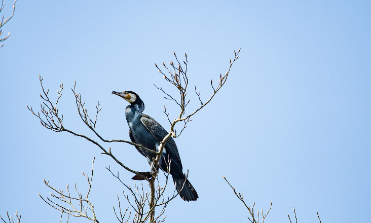 Fundo Ambiental lança aviso para apoiar centros de recuperação de fauna selvagem