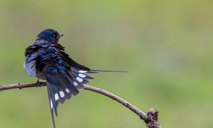 SPEA lança rede nacional de santuários para reverter declínio alarmante das aves