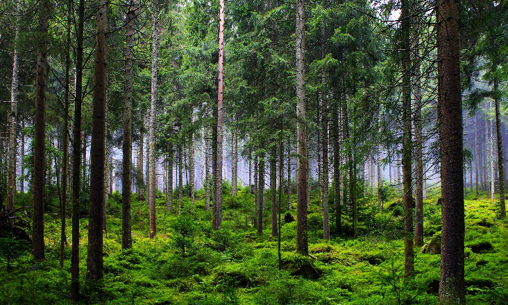 Governo aprova 300 milhões para a floresta