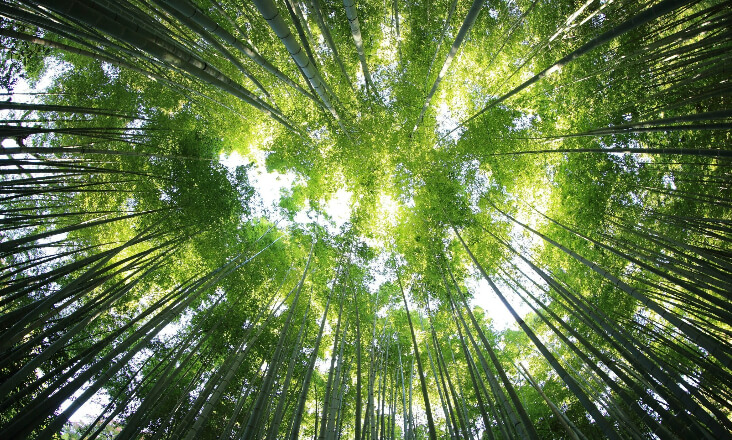 Governo lança Grupo de Trabalho para elaboração do Plano Nacional de Restauro da Natureza